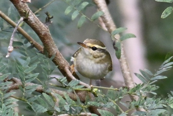 gulbrynsanger - ML647123772