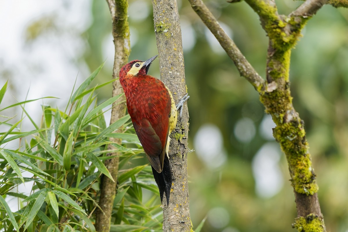 karnevalsspett - ML647123774