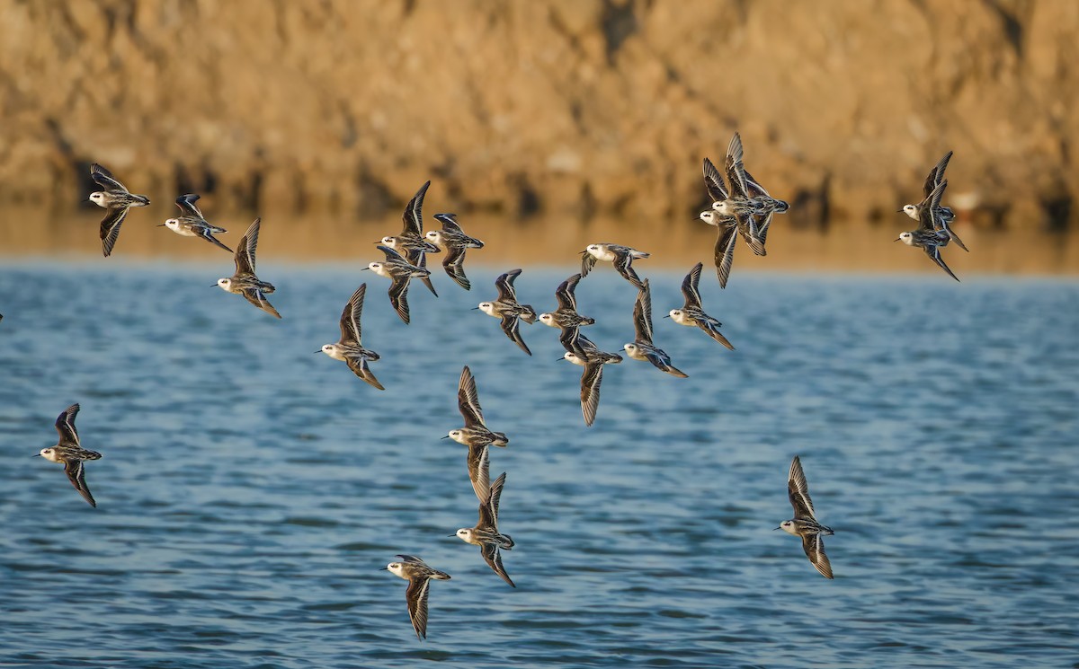 svømmesnipe - ML647123775