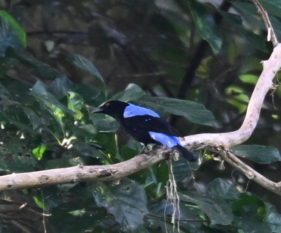 blåalvefugl - ML647123776