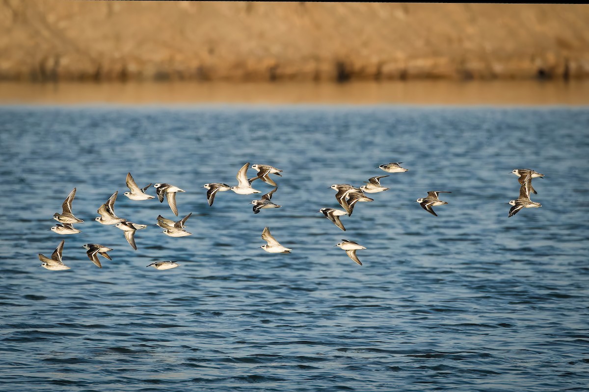 svømmesnipe - ML647123777