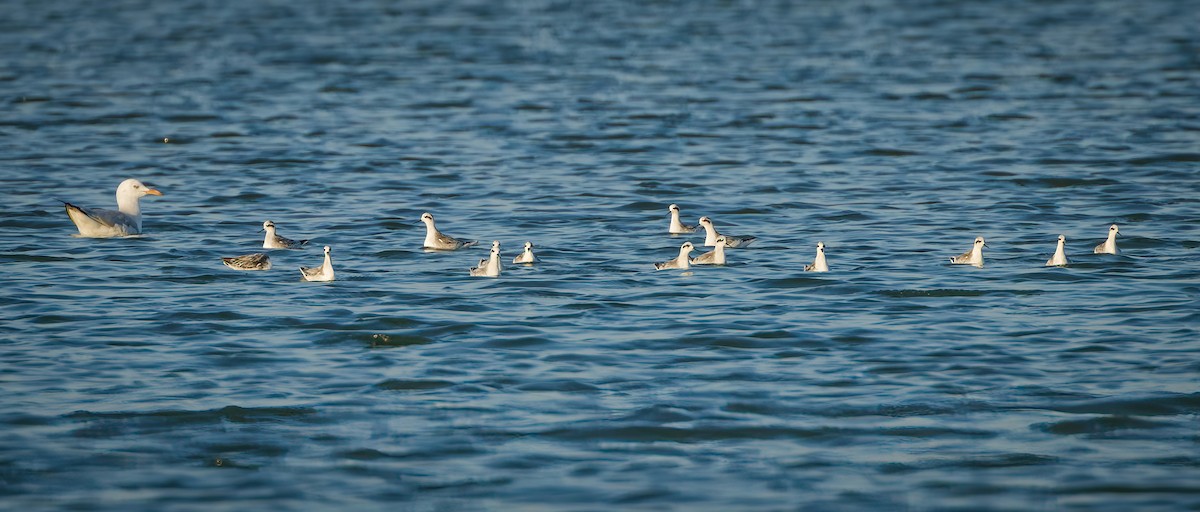 svømmesnipe - ML647123778