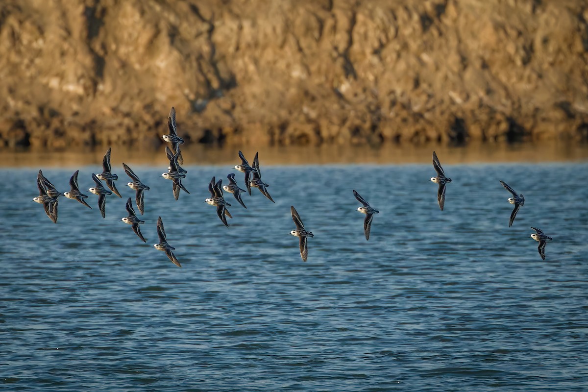 svømmesnipe - ML647123779