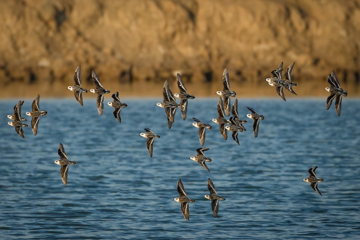 svømmesnipe - ML647123780