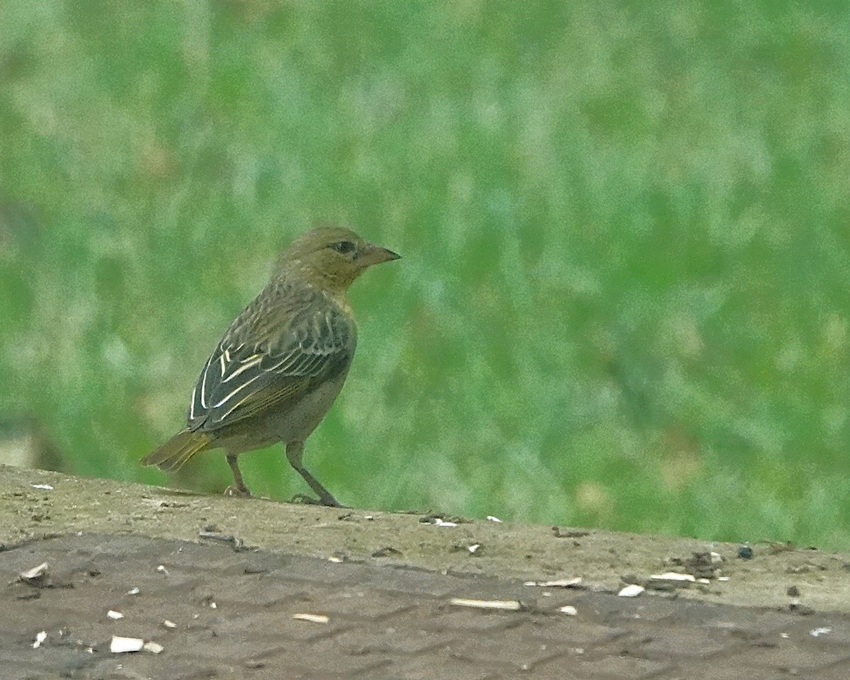 akasievever - ML647123781