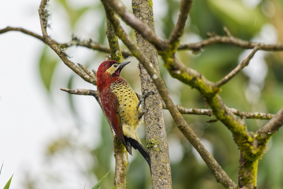 karnevalsspett - ML647123782