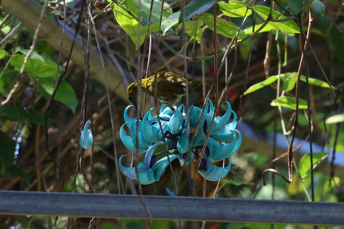 stripeedderkoppjeger - ML647123783