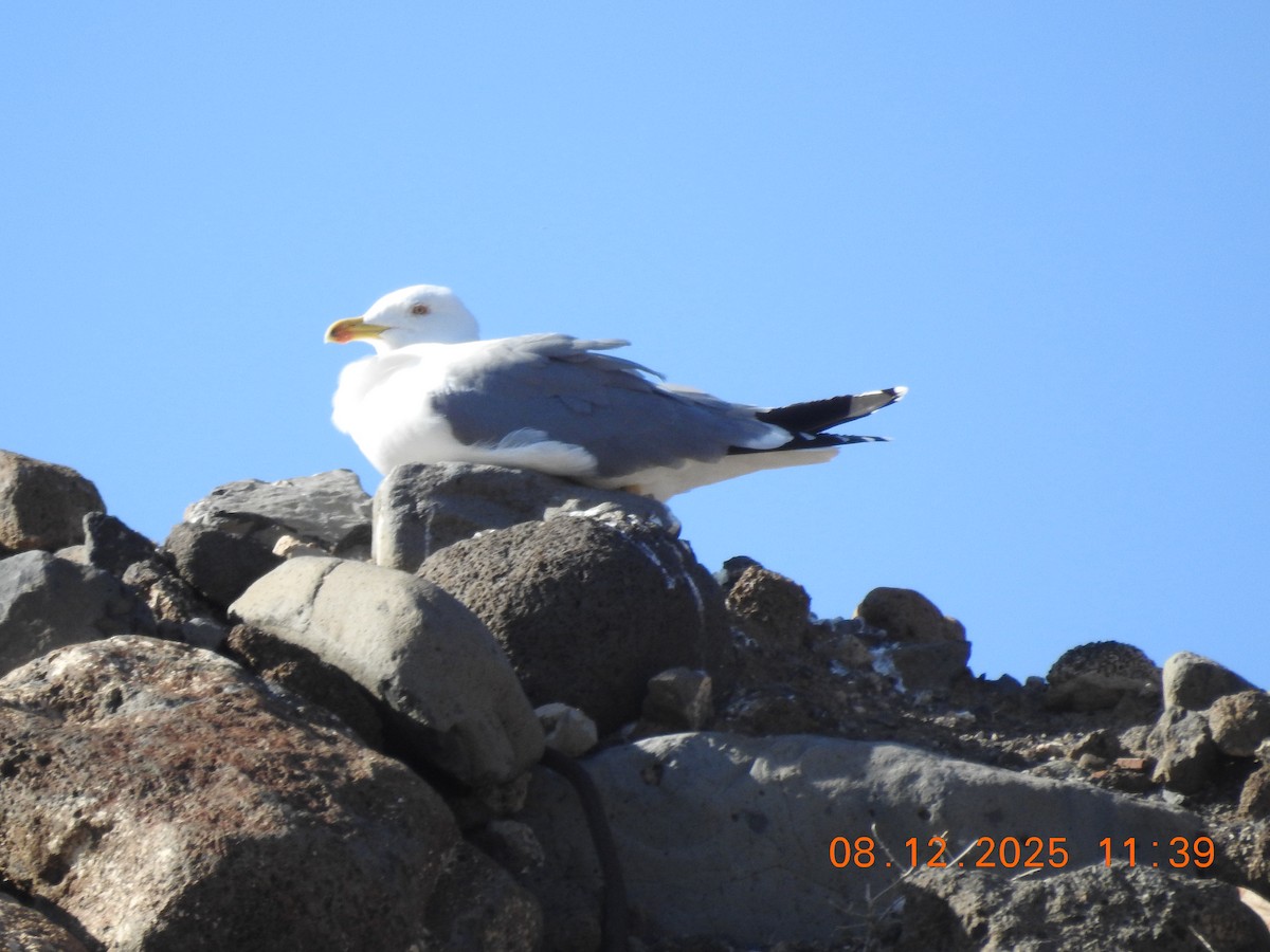 Goéland leucophée - ML647123791