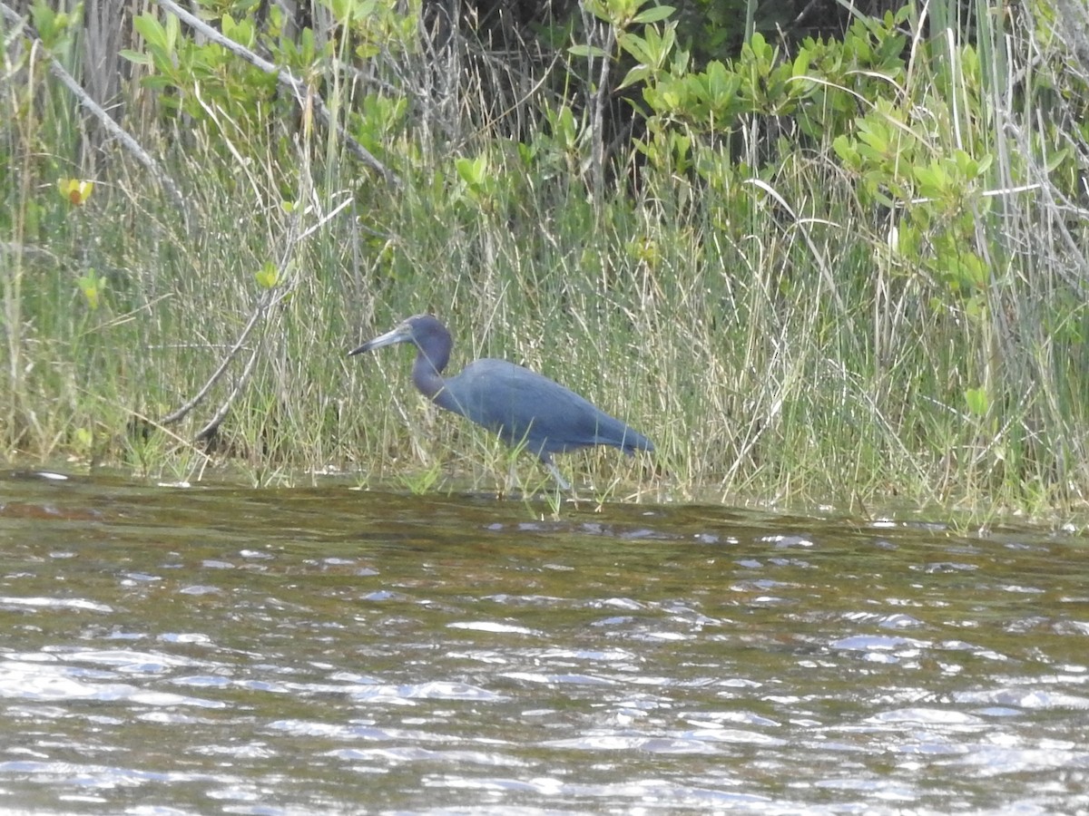 Малая голубая цапля - ML647123799