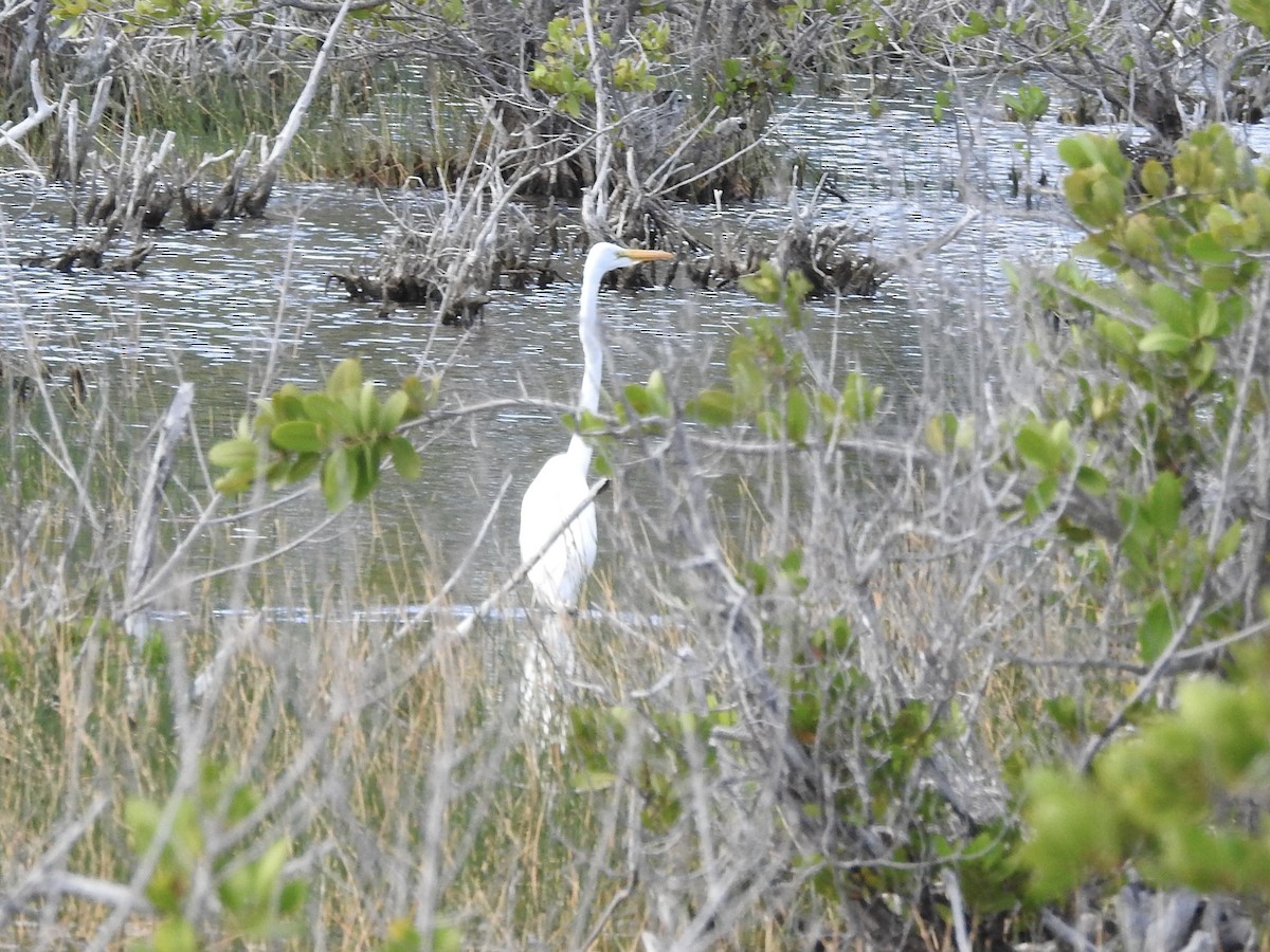 Большая белая цапля - ML647123802