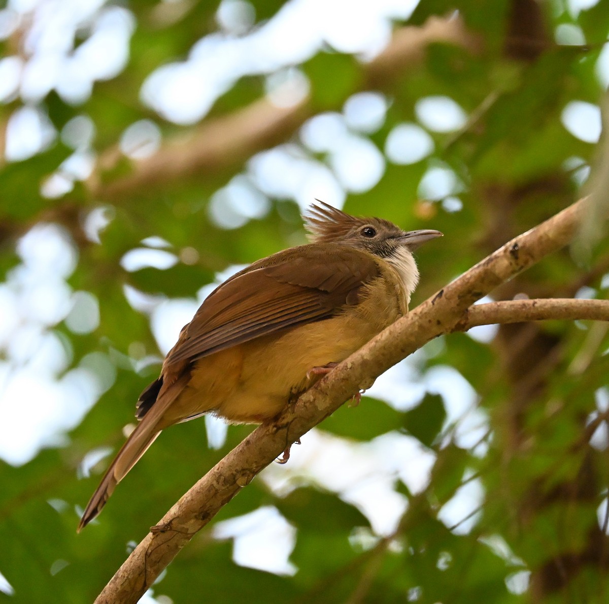 Puff-throated Bulbul - ML647123805