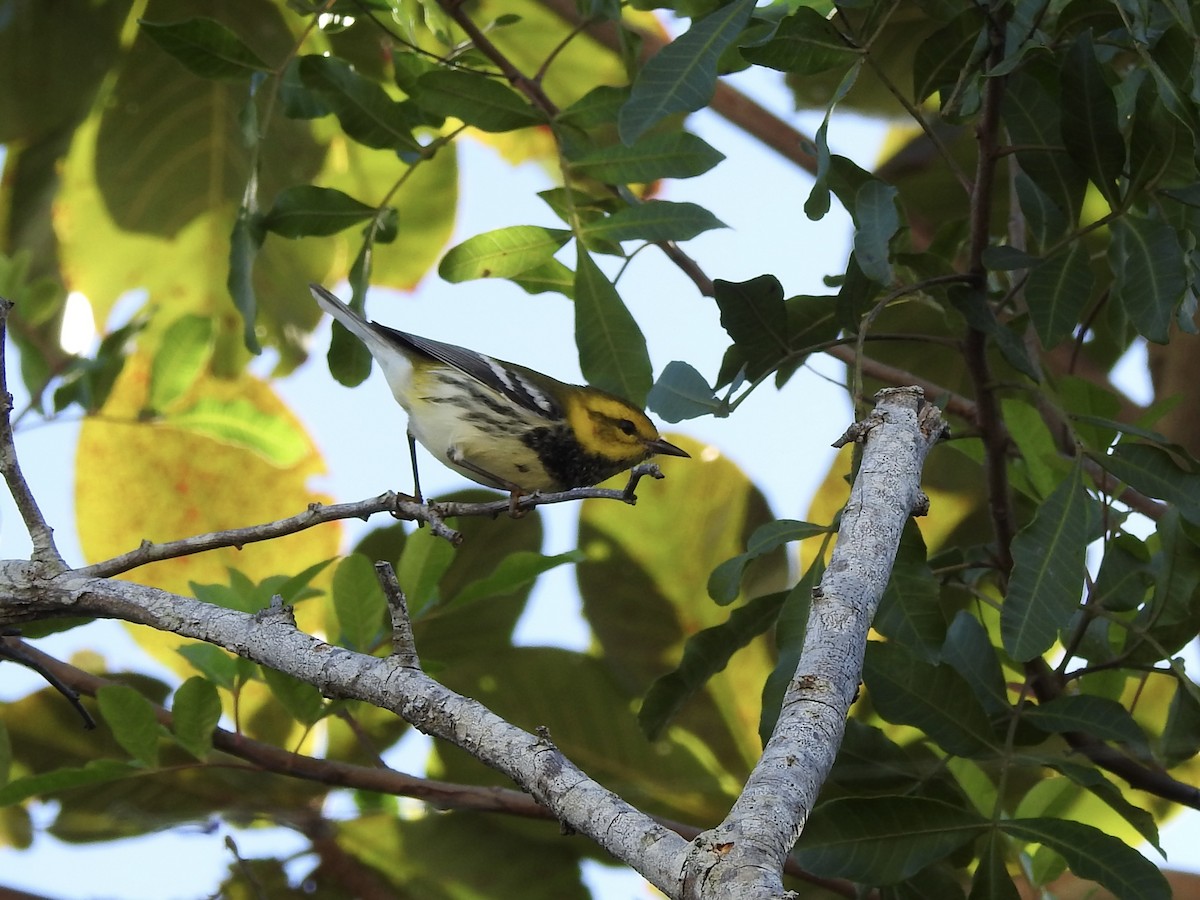 Зелёная древесница - ML647123807