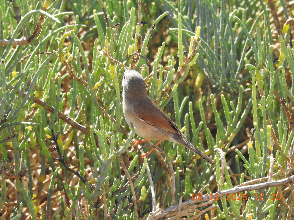 Fauvette à lunettes - ML647123815