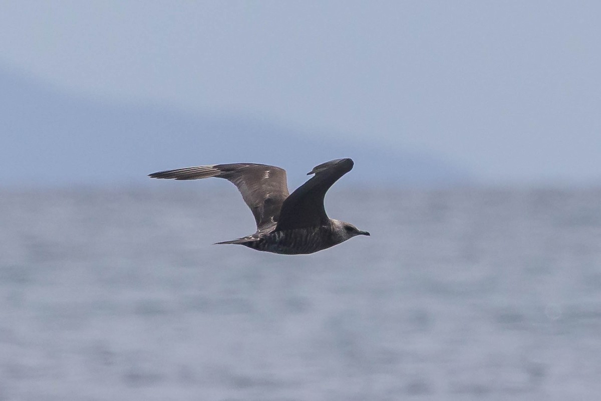 Parasitic Jaeger - ML647123818