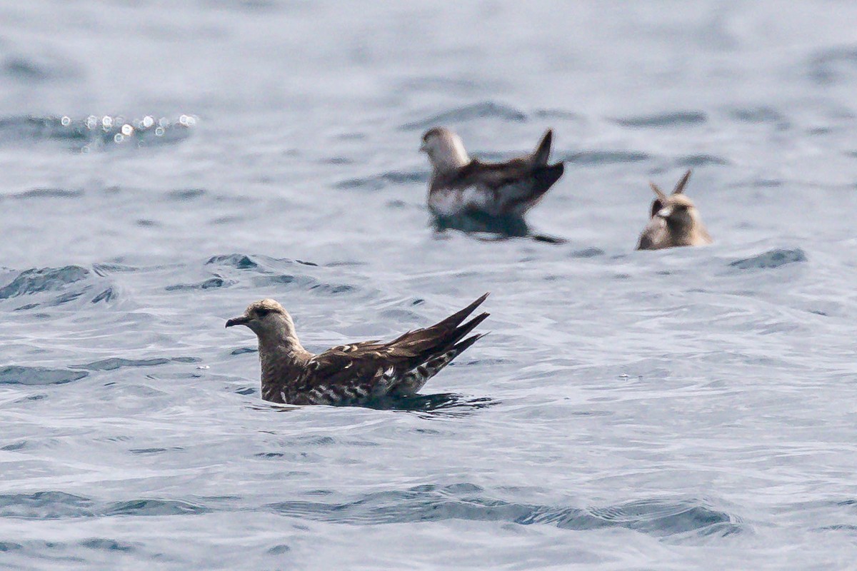 Parasitic Jaeger - ML647123819