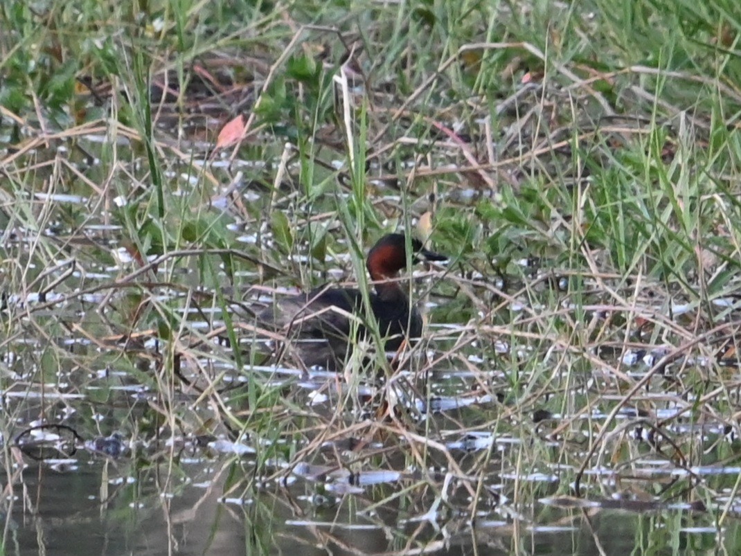 Little Grebe - ML647123820
