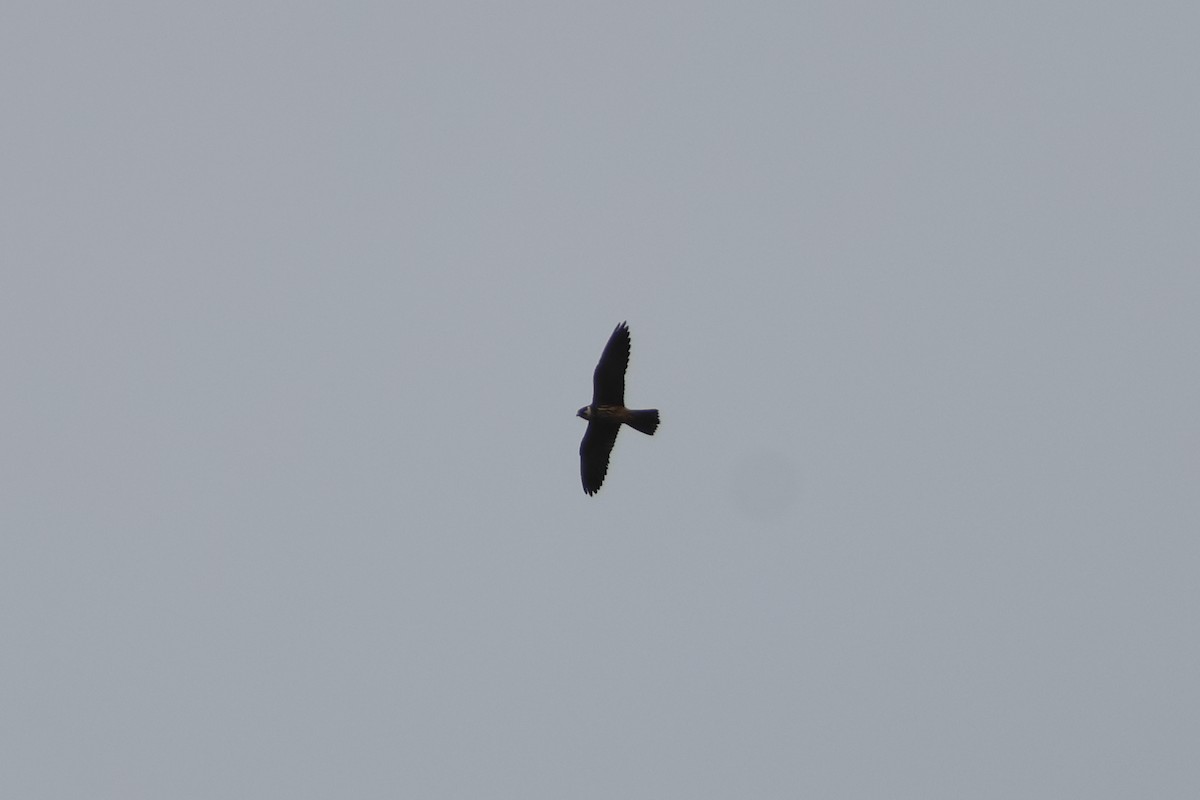 遊隼 - ML647123821