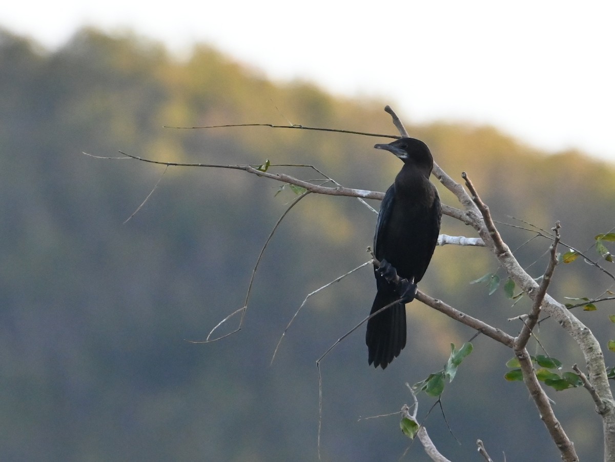 Little Cormorant - ML647123822