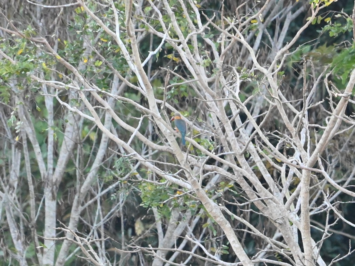 Stork-billed Kingfisher - ML647123828