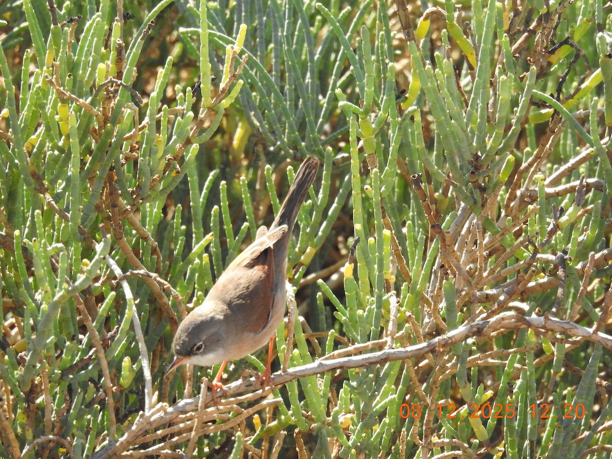 Fauvette à lunettes - ML647123834