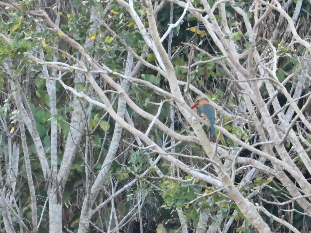 Stork-billed Kingfisher - ML647123838