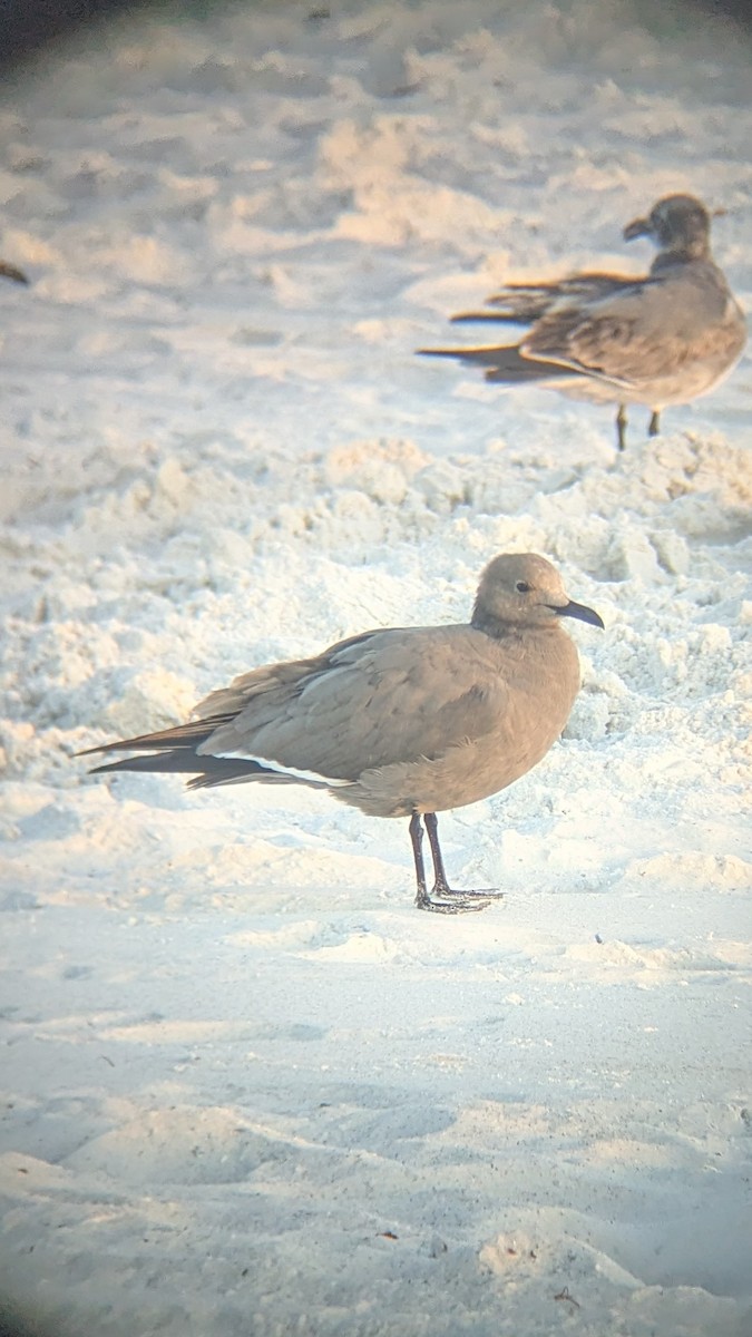 racek tmavý - ML647123839