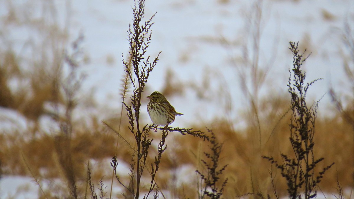 strnadec luční - ML647123846