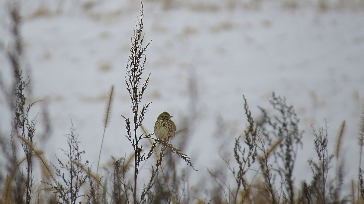 strnadec luční - ML647123847