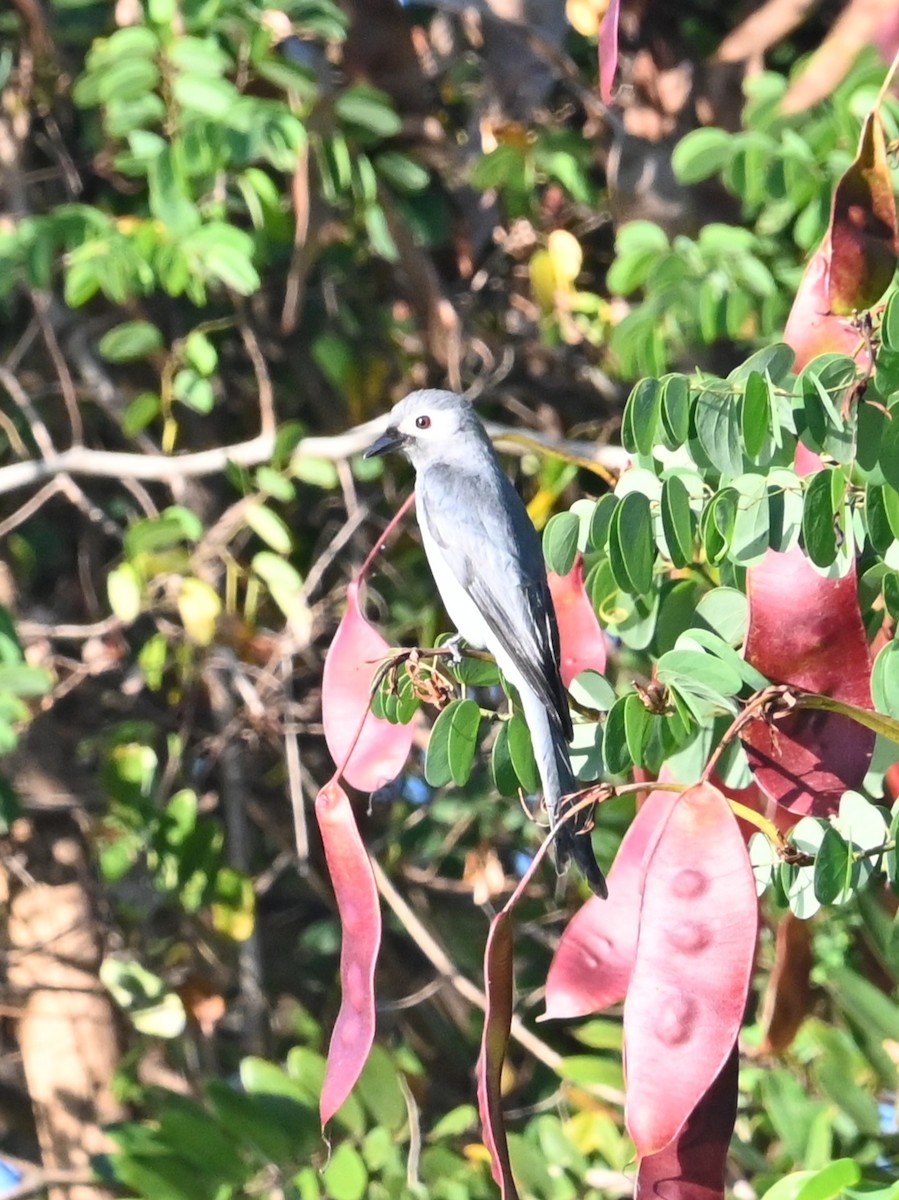 灰卷尾 - ML647123849