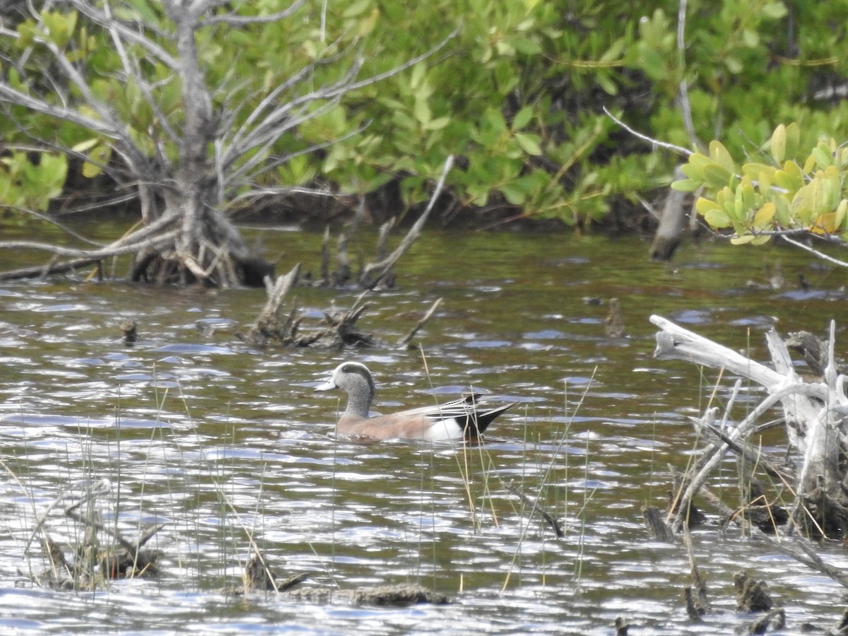 Американская свиязь - ML647123850