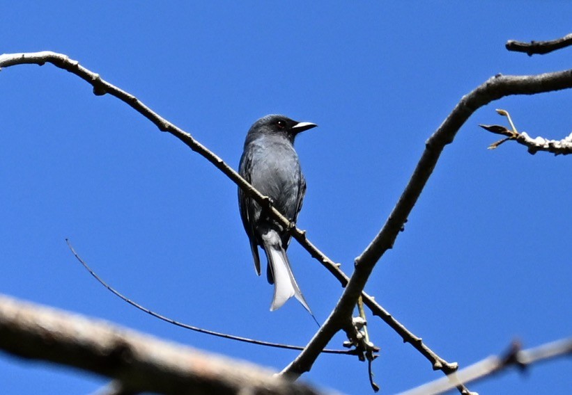 Ashy Drongo - ML647123851