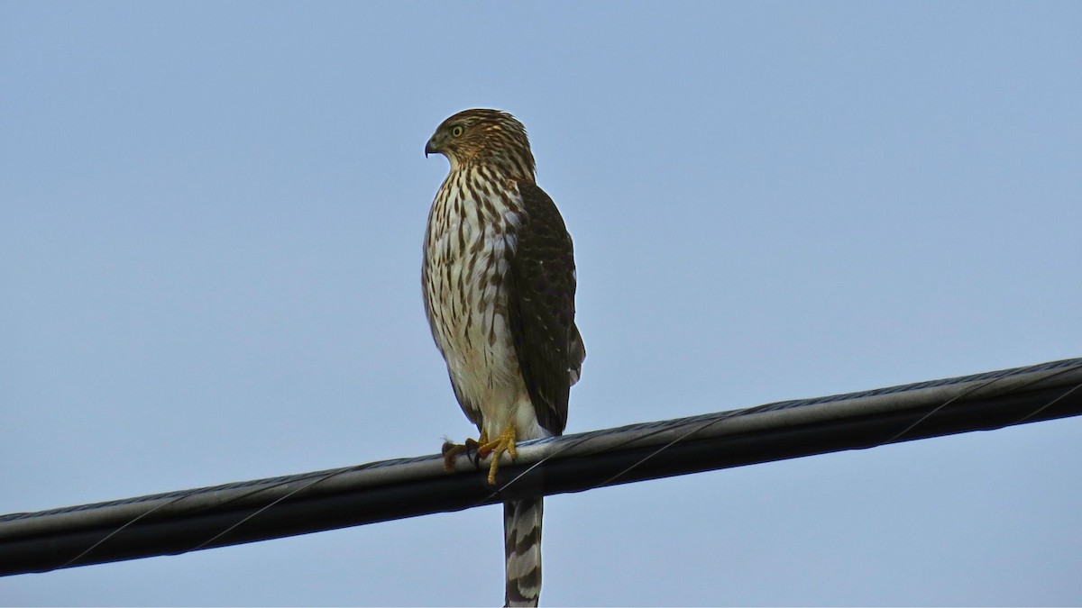 Cooper's Hawk - ML647123852