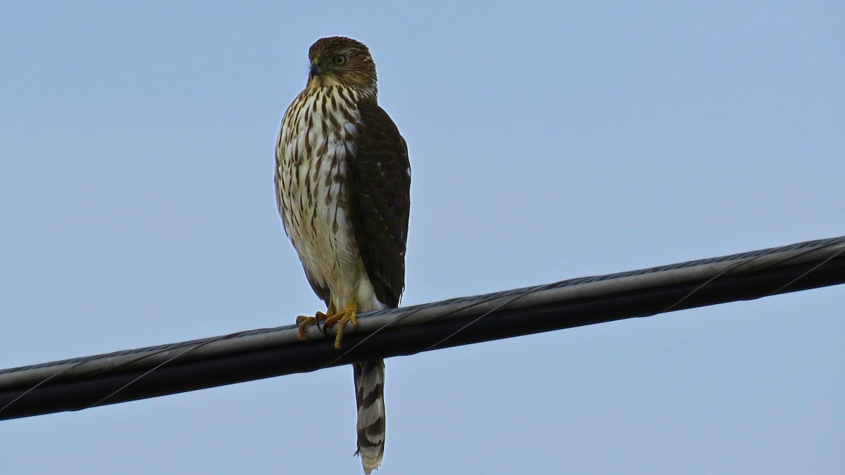 Cooper's Hawk - ML647123853