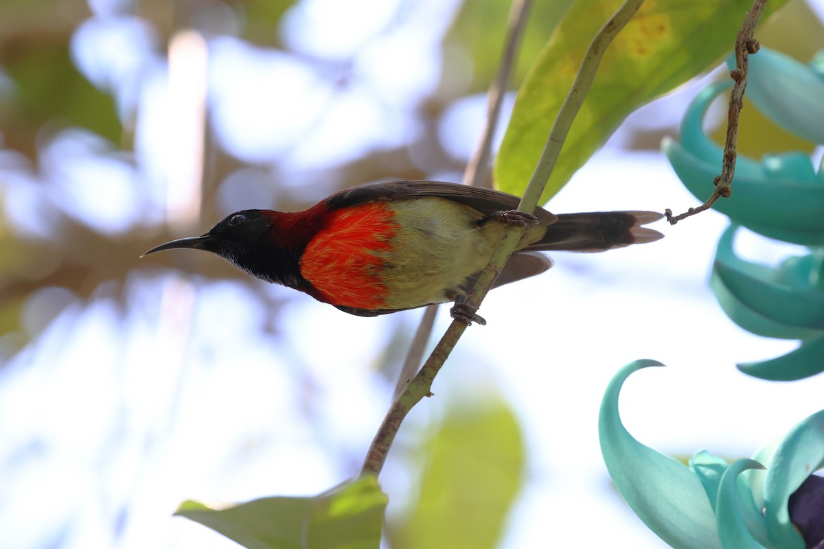 Black-throated Sunbird (Dalat) - ML647123857
