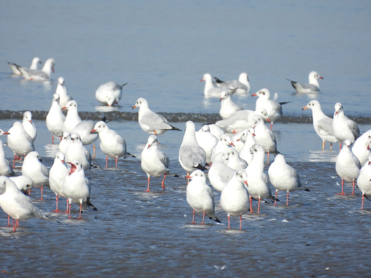 Gaviota Centroasiática - ML647123859
