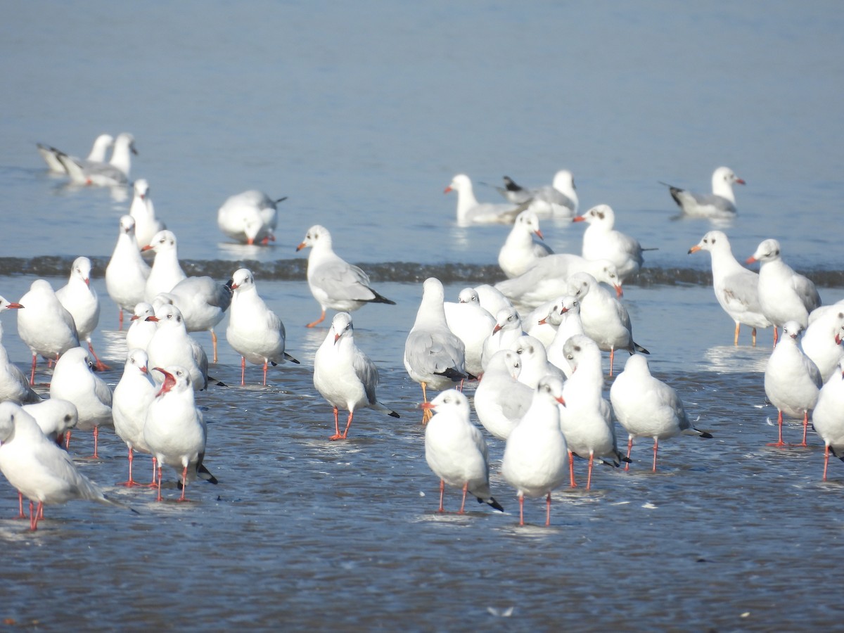 Gaviota Centroasiática - ML647123860