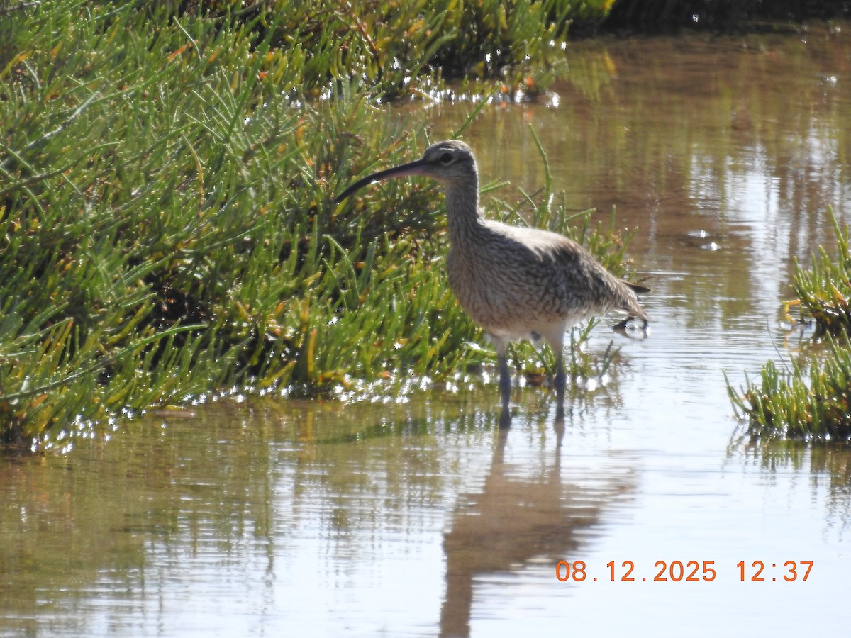 Courlis corlieu - ML647123874
