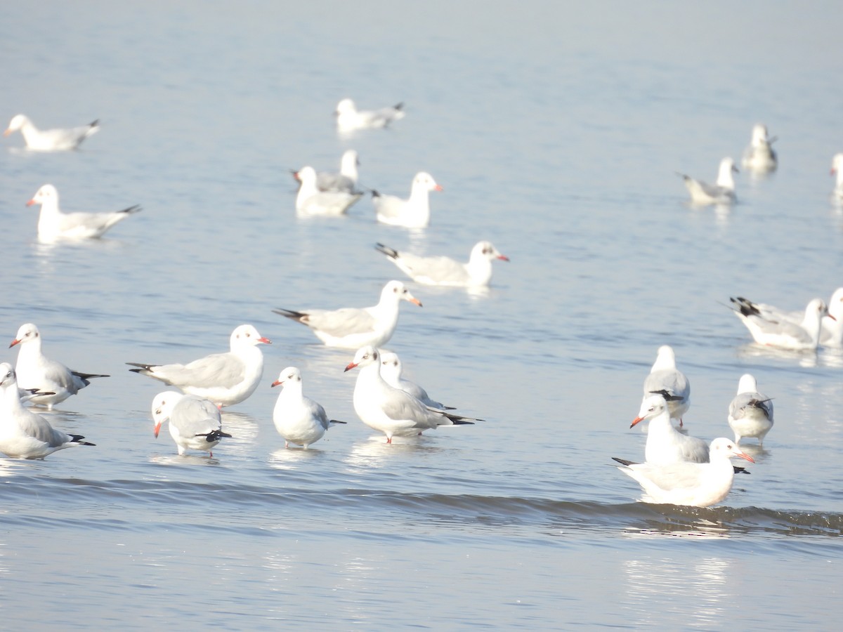 Gaviota Centroasiática - ML647123875