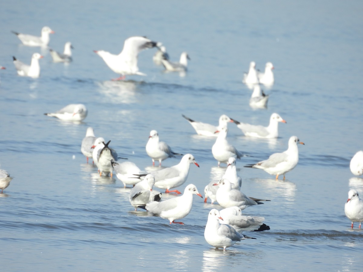 Gaviota Centroasiática - ML647123876