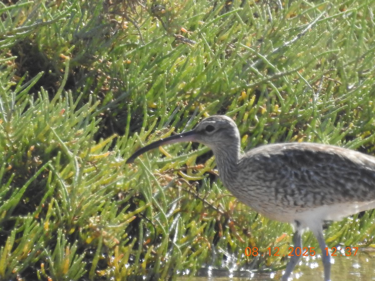 Courlis corlieu - ML647123879