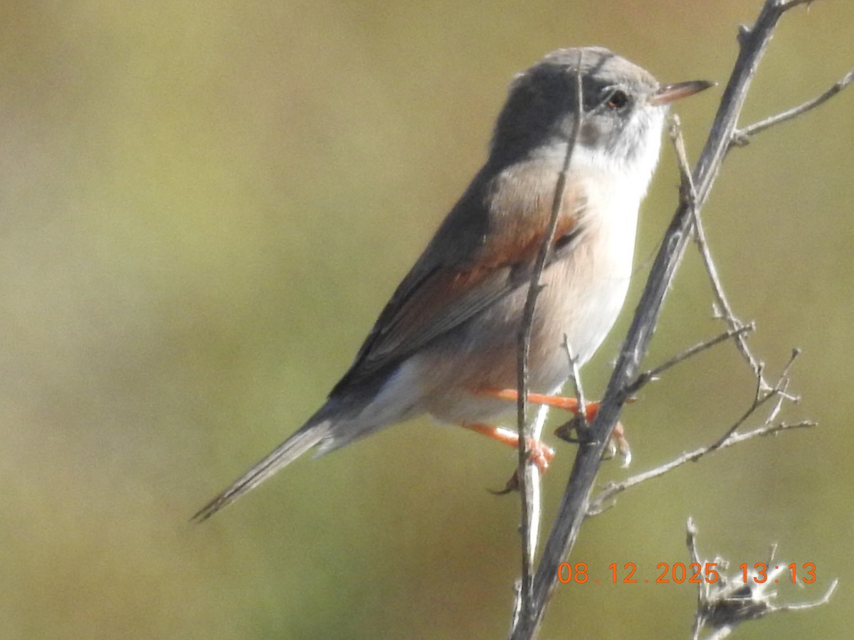 Fauvette à lunettes - ML647123892