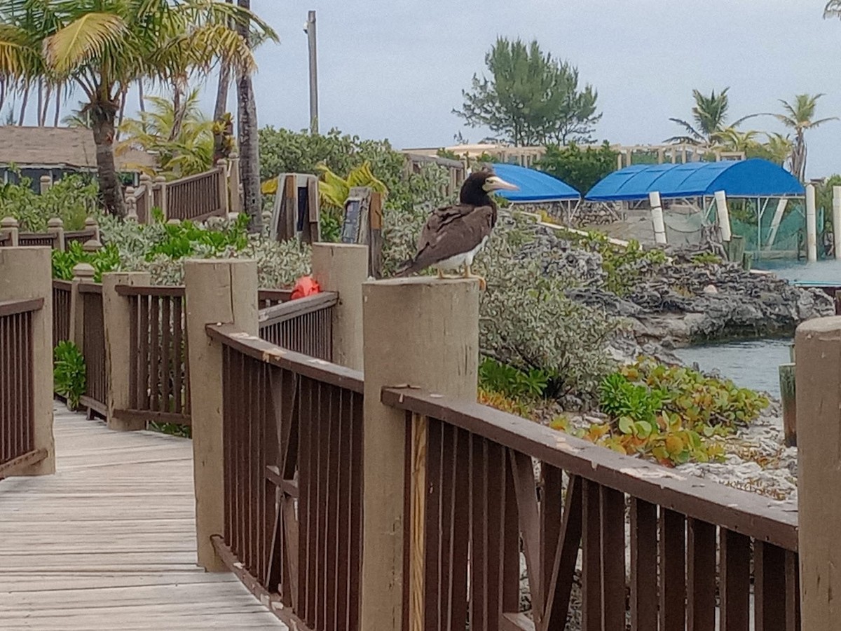 Бурая олуша - ML647123900