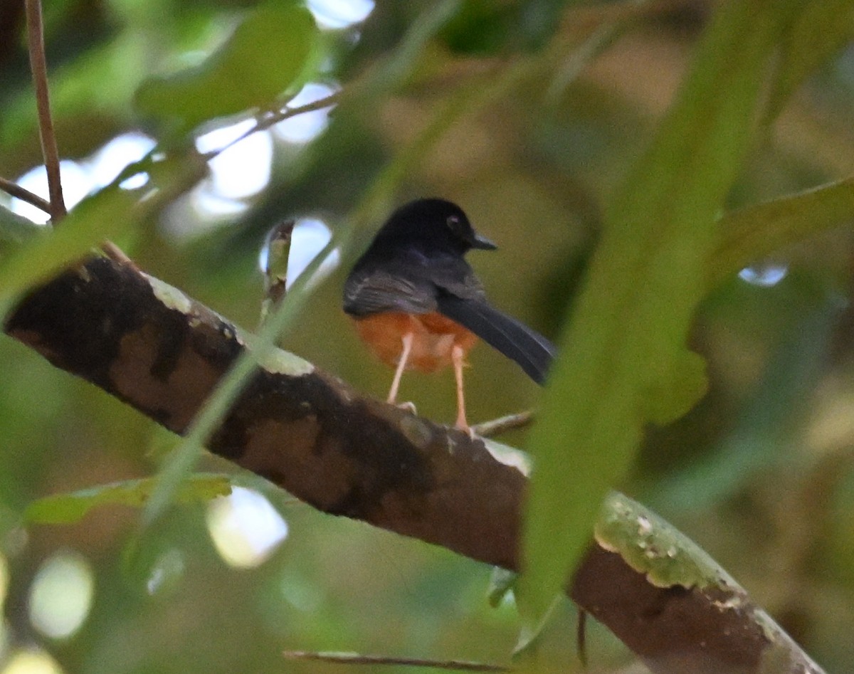 White-rumped Shama - ML647123902