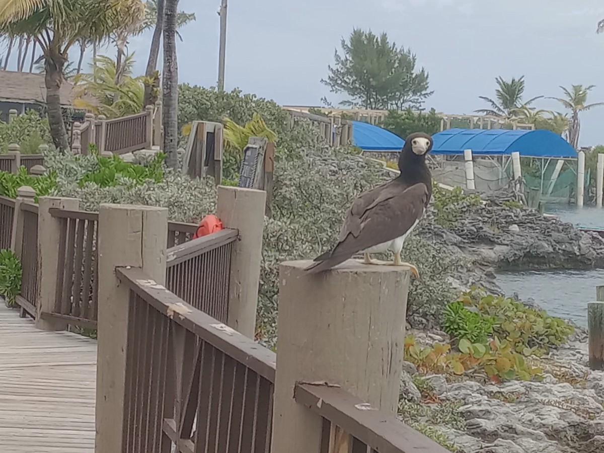 Бурая олуша - ML647123903