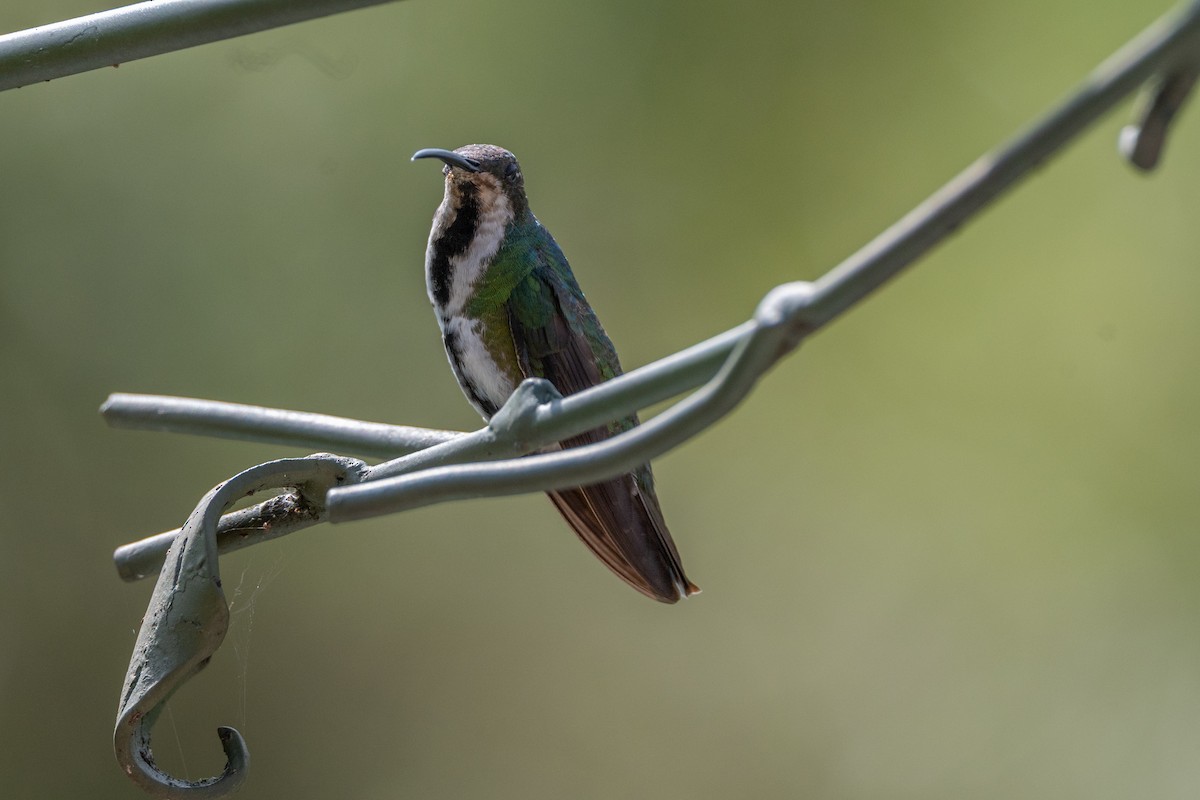 ムナグロマンゴーハチドリ - ML647123904