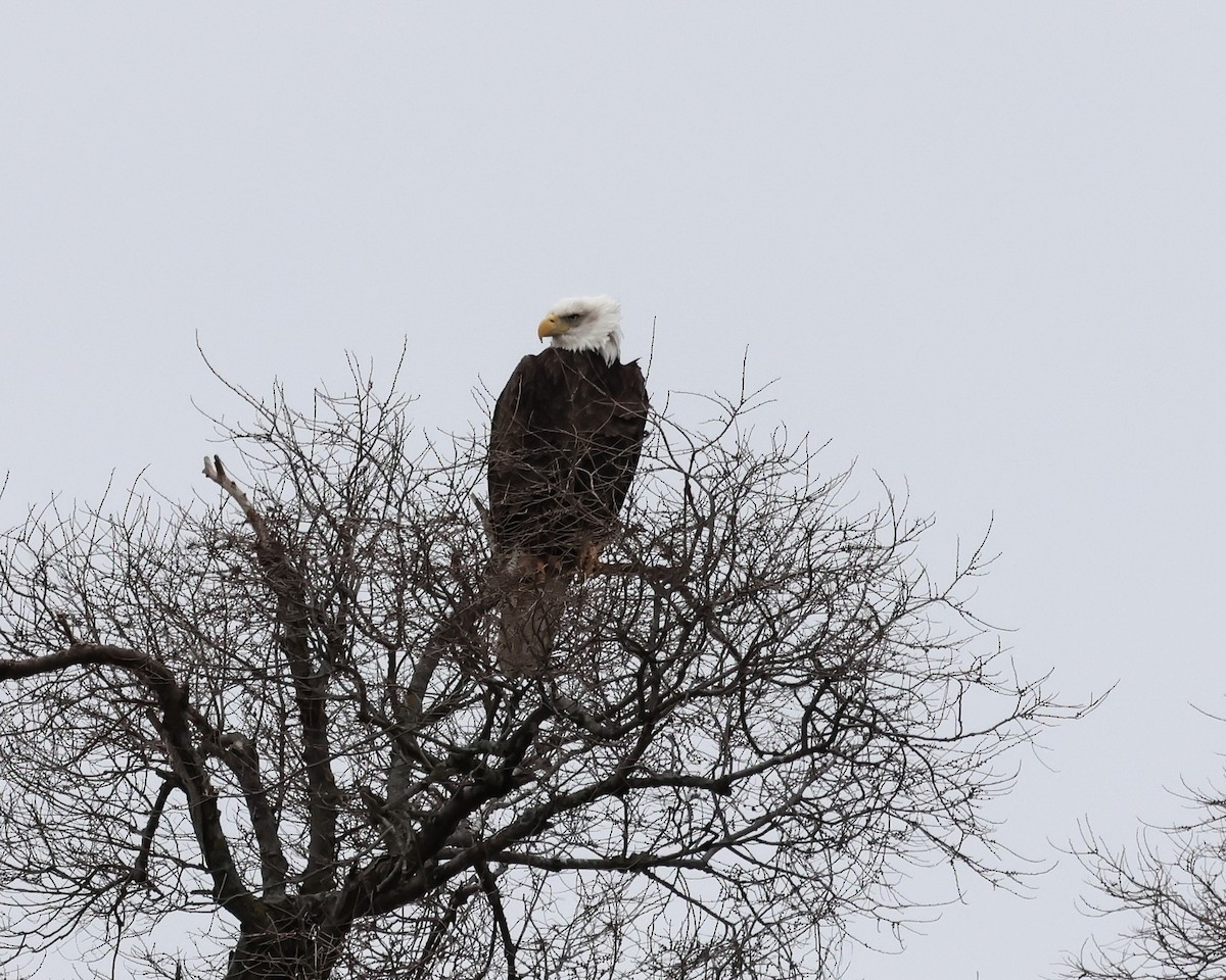Bald Eagle - ML647123908