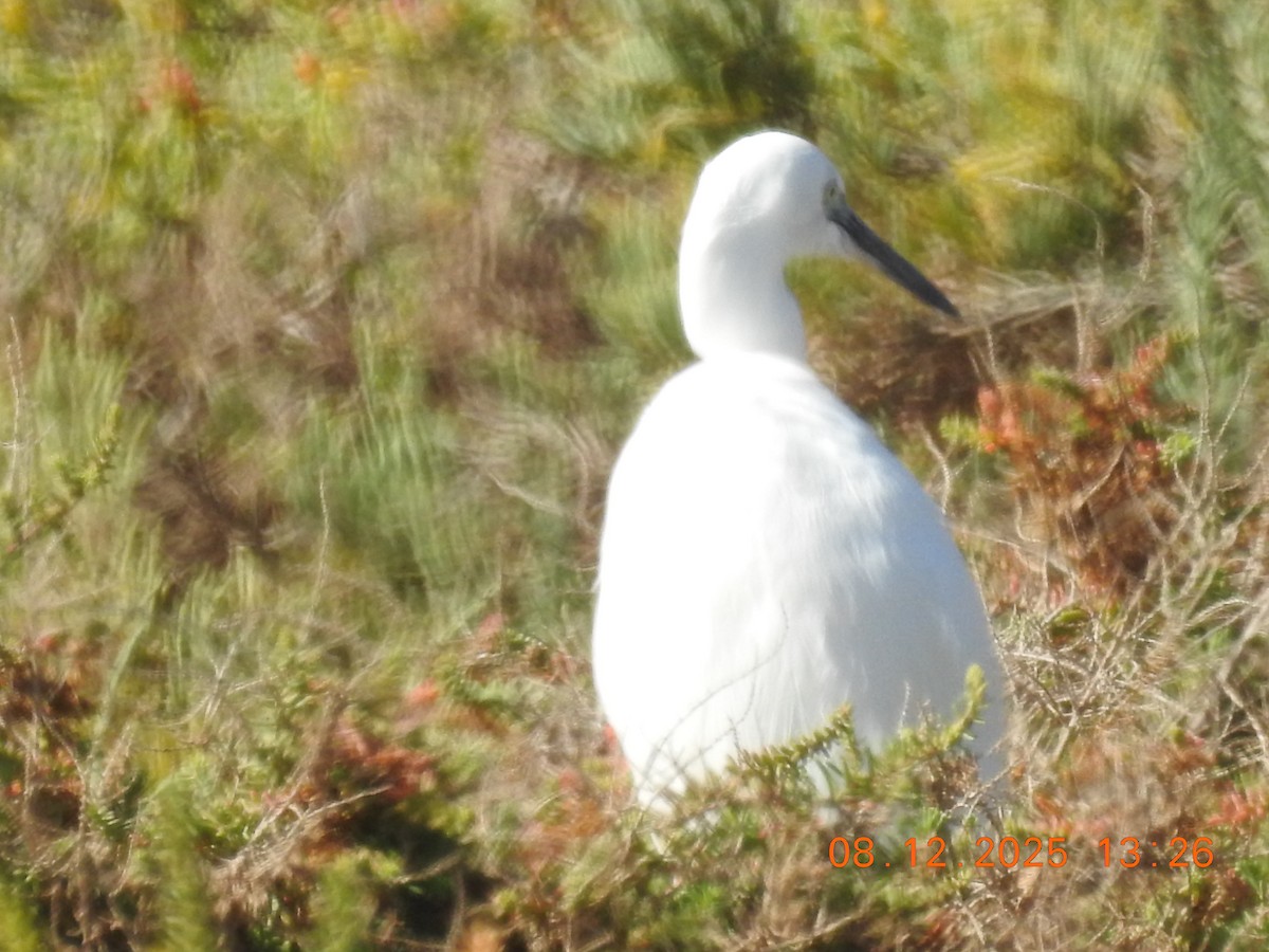 Aigrette garzette - ML647123911