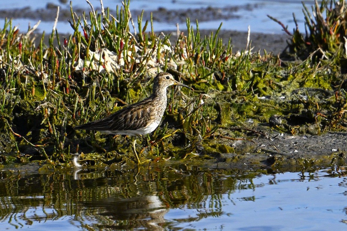 Graubrust-Strandläufer - ML647123920