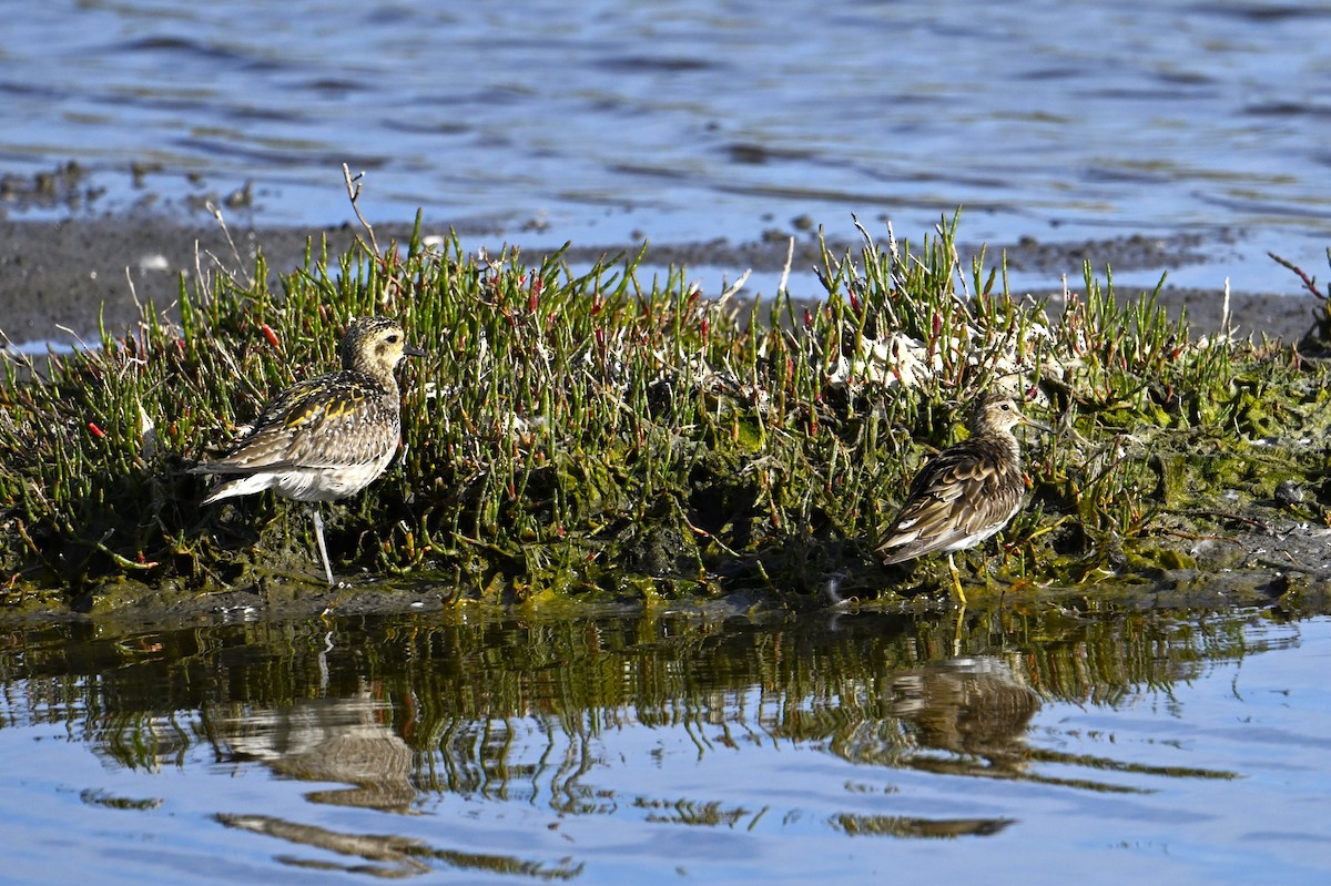 Graubrust-Strandläufer - ML647123921