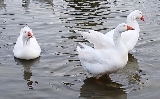 Graylag Goose (Domestic type) - ML647123933